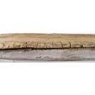 Regalbohle stark und alt